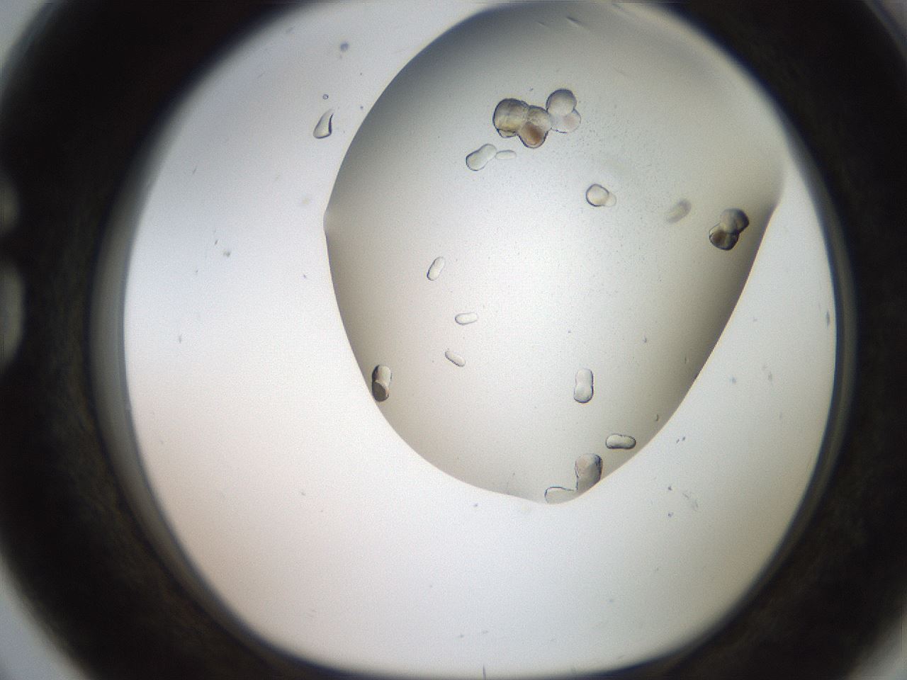 folderID241_plateID2241_batchID10225_wellNum80_profileID1_d1_r154945_ef.jpg