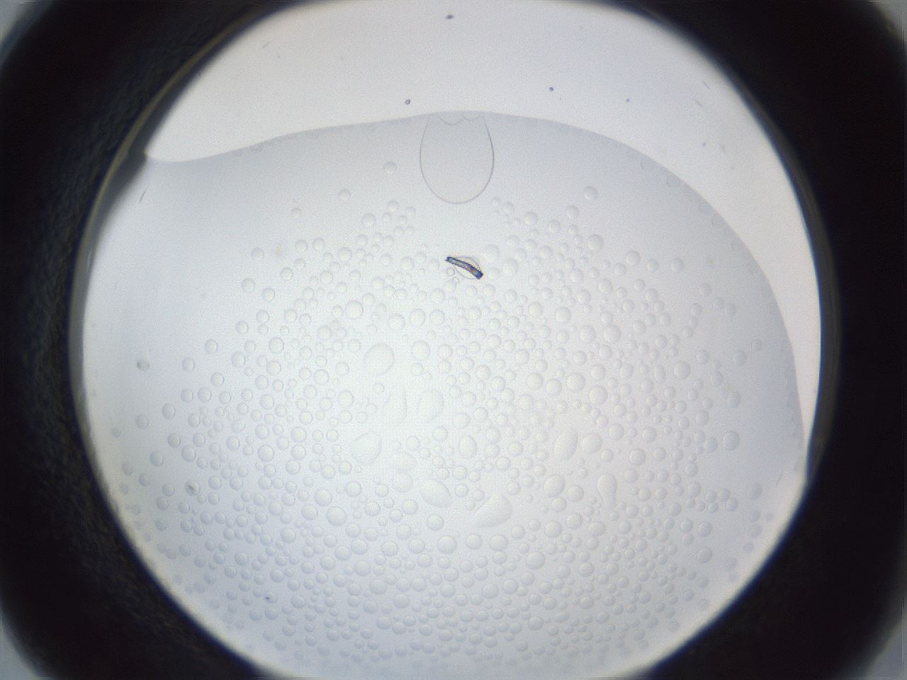 folderID165_plateID1165_batchID3067_wellNum28_profileID1_d2_r61142_ef.jpg