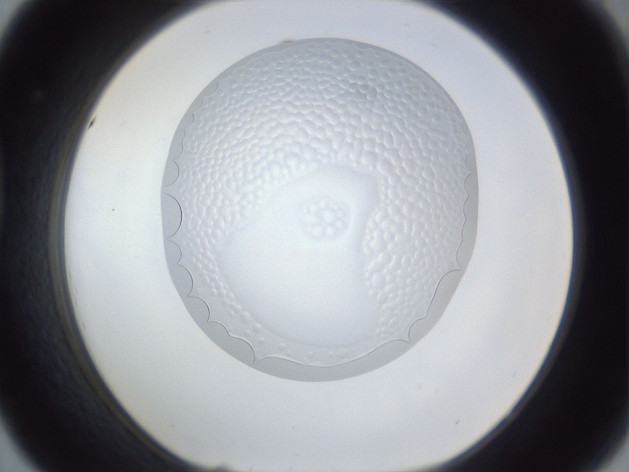 folderID166_plateID1166_batchID3122_wellNum44_profileID1_d1_r61365_ef.jpg