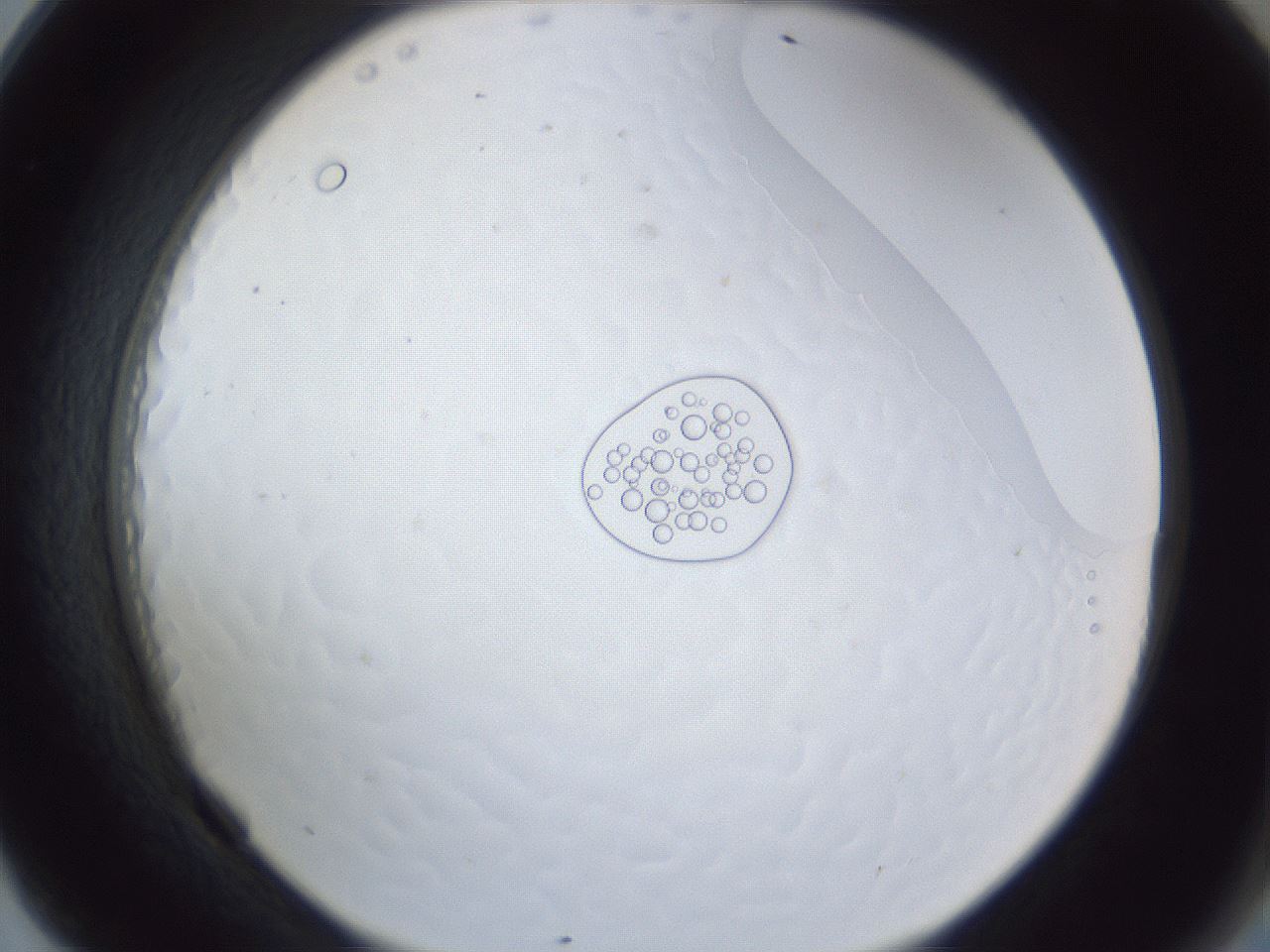 folderID166_plateID1166_batchID3122_wellNum69_profileID1_d2_r61416_ef.jpg
