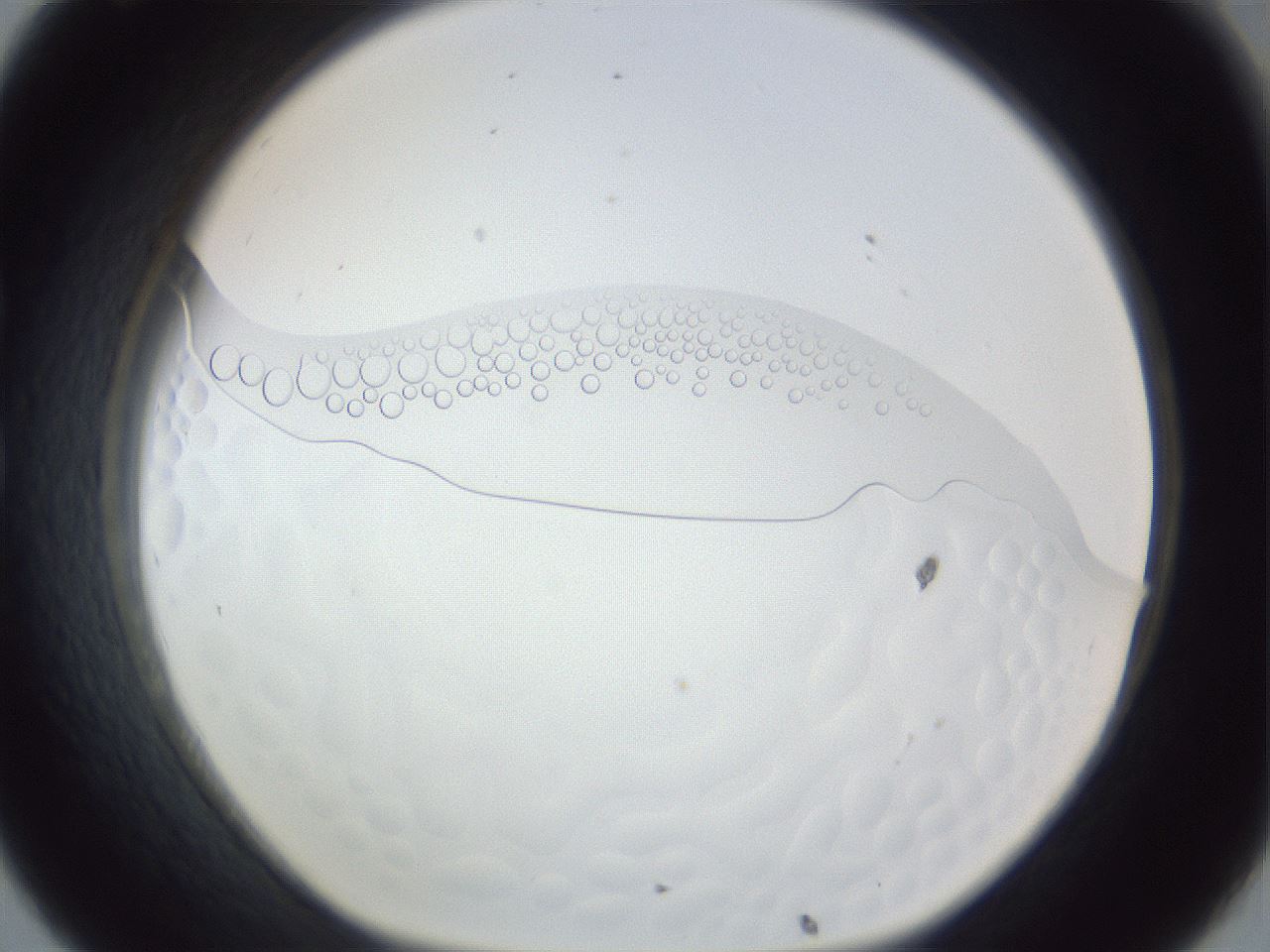 folderID167_plateID1167_batchID3123_wellNum32_profileID1_d1_r61533_ef.jpg