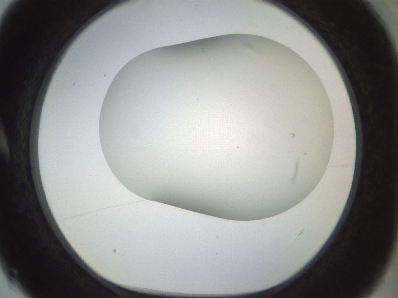 folderID169_plateID1169_batchID3178_wellNum4_profileID1_d1_r61762_ef.jpg