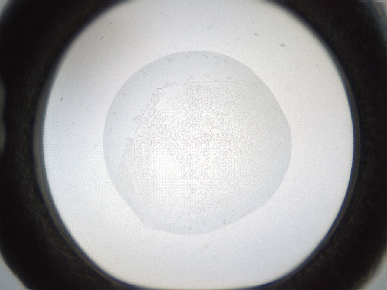 folderID16_plateID1016_batchID1885_wellNum17_profileID1_d1_r42900_ef.jpg