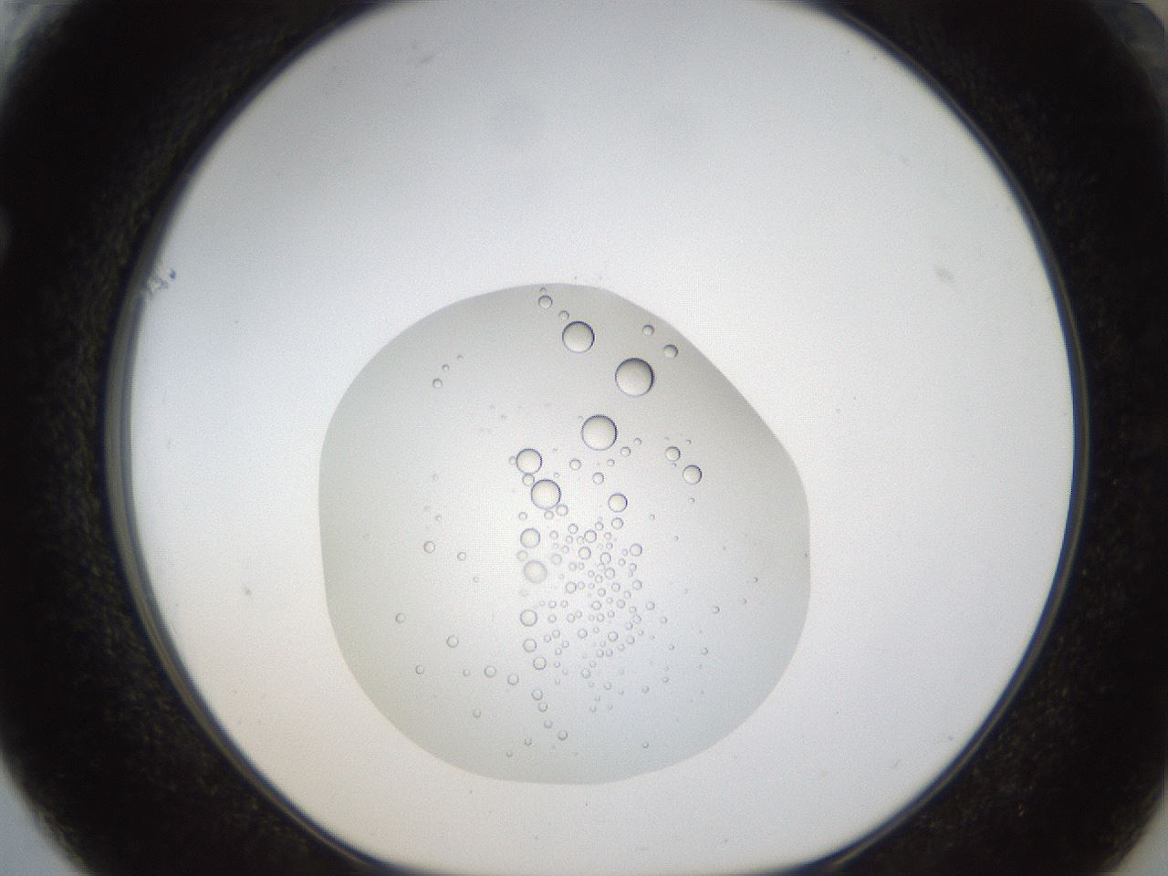 folderID16_plateID1016_batchID1885_wellNum61_profileID1_d1_r42944_ef.jpg