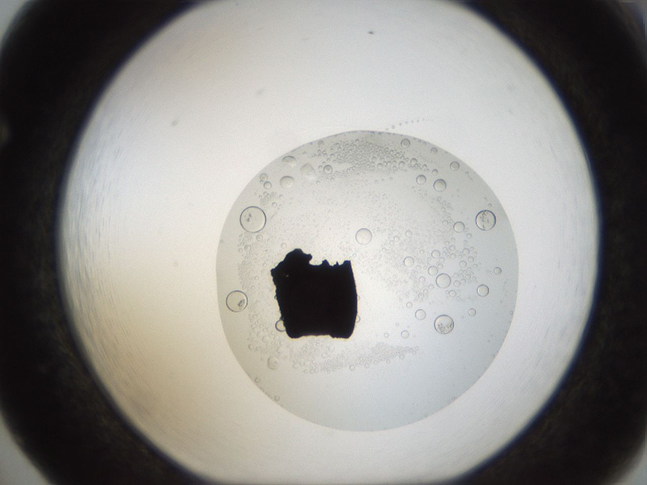 folderID16_plateID1016_batchID1885_wellNum65_profileID1_d1_r42948_ef.jpg