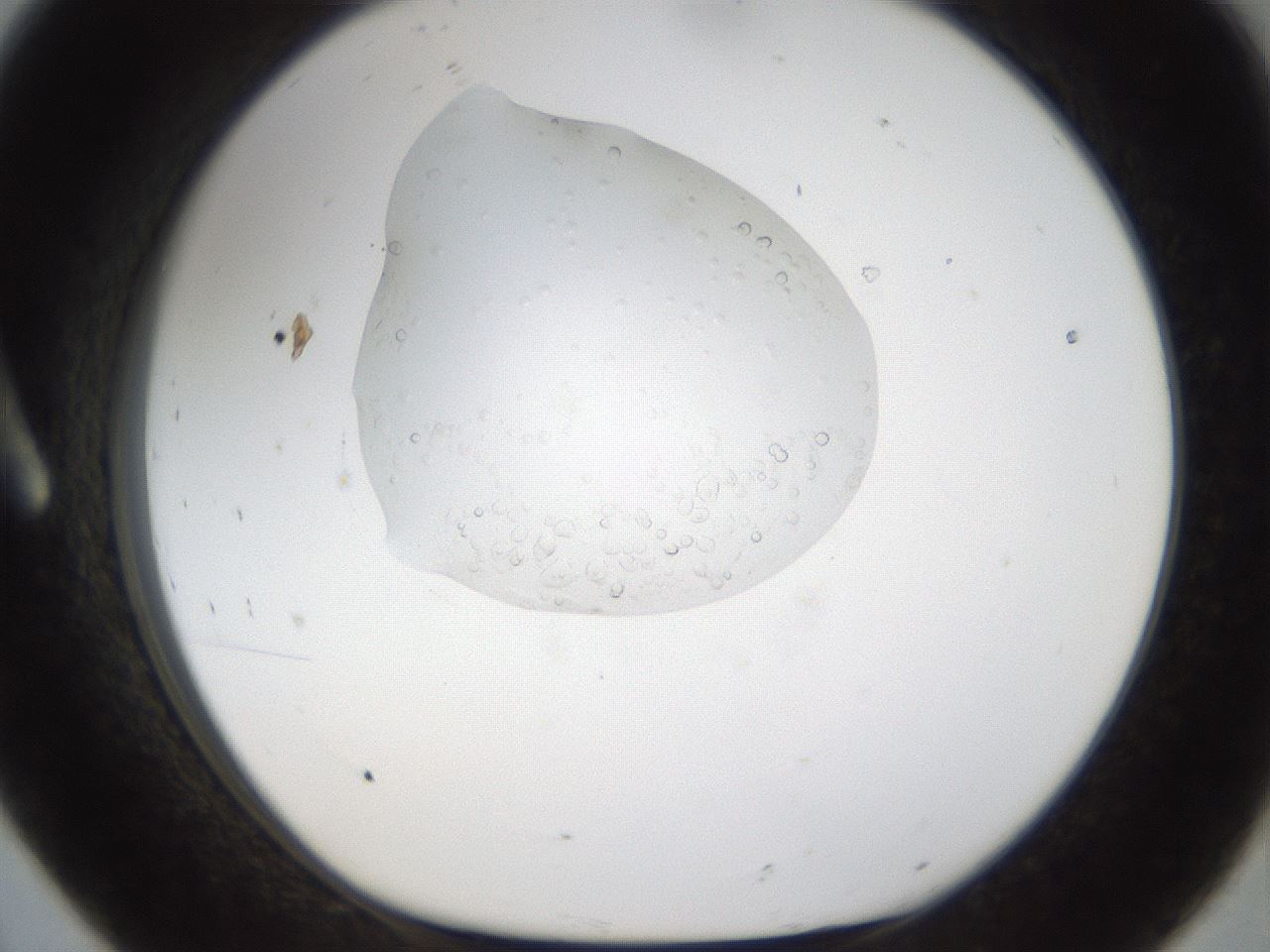 folderID16_plateID1016_batchID1885_wellNum8_profileID1_d1_r42891_ef.jpg