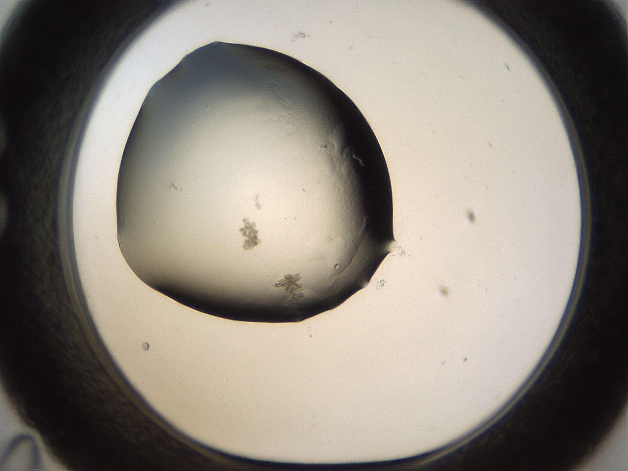 folderID173_plateID1173_batchID3228_wellNum35_profileID1_d1_r64481_ef.jpg