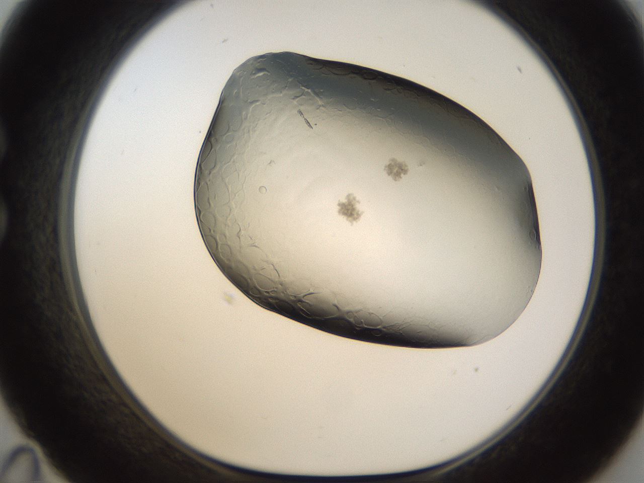 folderID174_plateID1174_batchID3227_wellNum35_profileID1_d1_r64385_ef.jpg