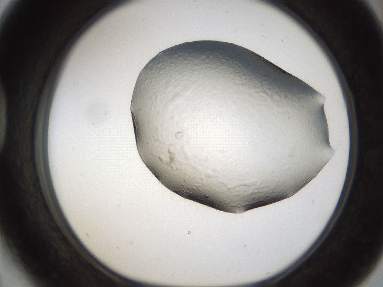 folderID174_plateID1174_batchID3227_wellNum41_profileID1_d1_r64391_ef.jpg