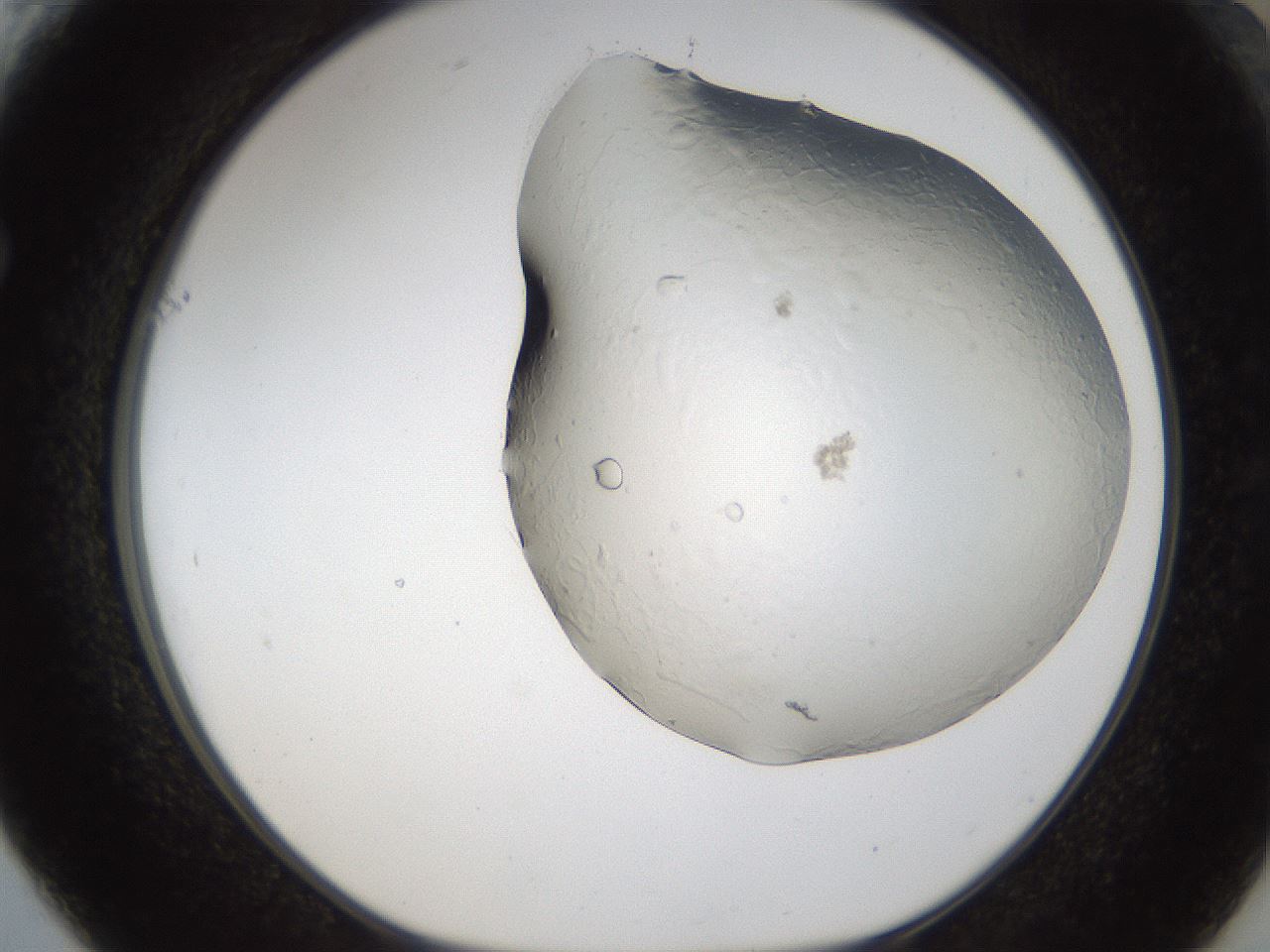folderID174_plateID1174_batchID3227_wellNum61_profileID1_d1_r64411_ef.jpg