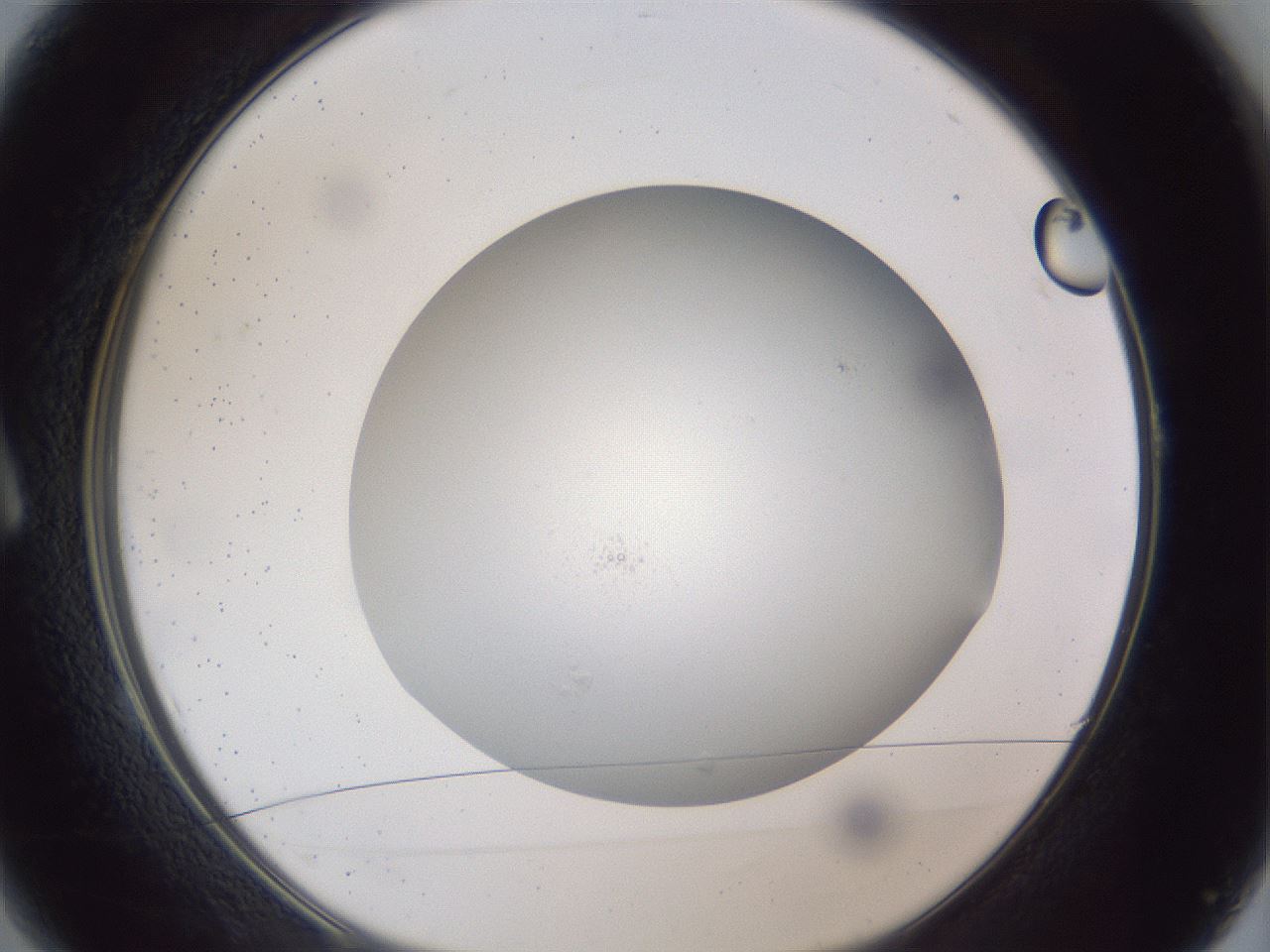 folderID305_plateID1305_batchID4293_wellNum1_profileID1_d1_r77816_ef.jpg