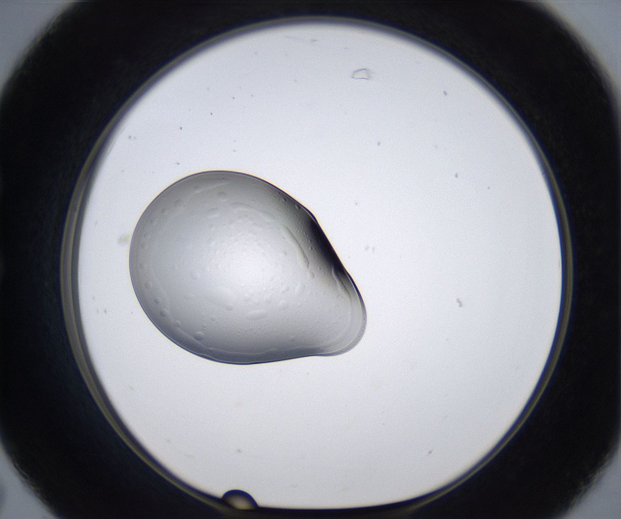 folderID305_plateID2305_batchID10850_wellNum31_profileID1_d1_r161260_ef.jpg