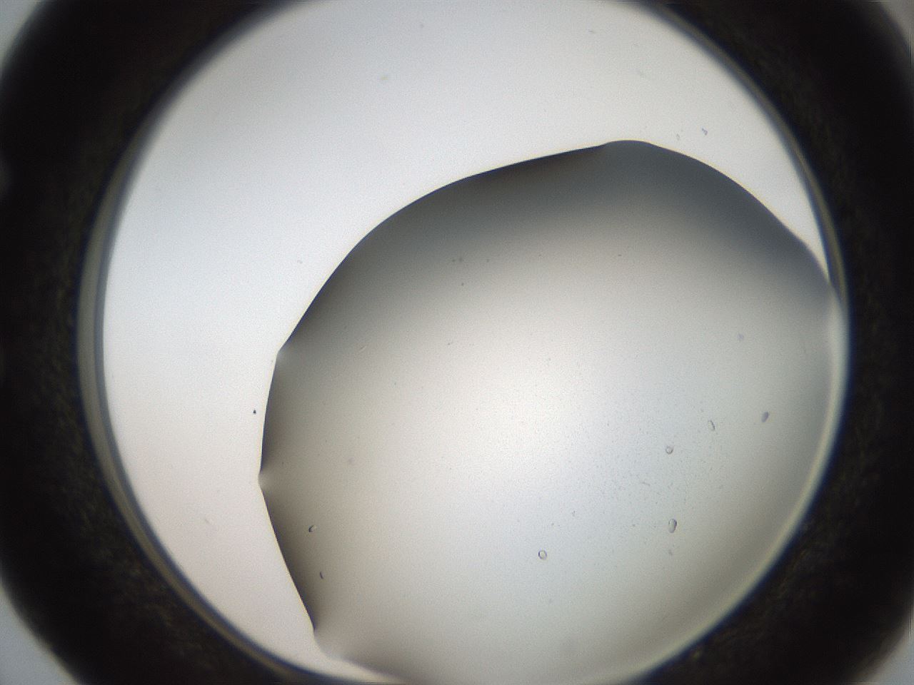 folderID306_plateID2306_batchID10871_wellNum52_profileID1_d1_r162346_ef.jpg