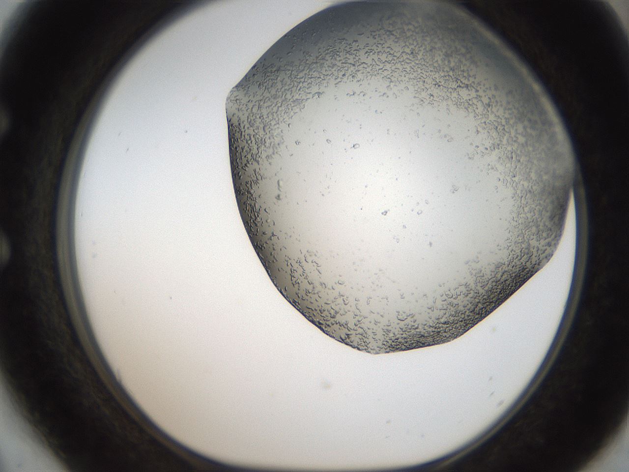 folderID306_plateID2306_batchID10871_wellNum54_profileID1_d1_r162348_ef.jpg