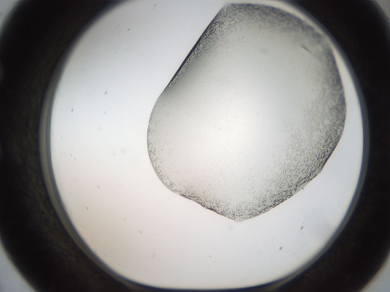 folderID306_plateID2306_batchID10871_wellNum55_profileID1_d1_r162349_ef.jpg