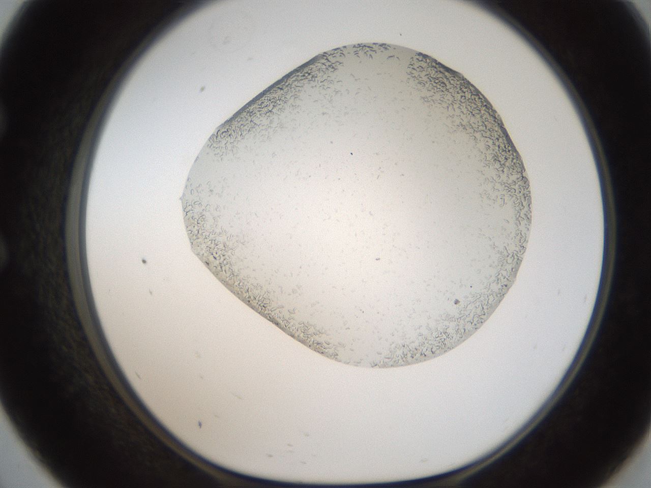 folderID306_plateID2306_batchID10871_wellNum57_profileID1_d1_r162351_ef.jpg