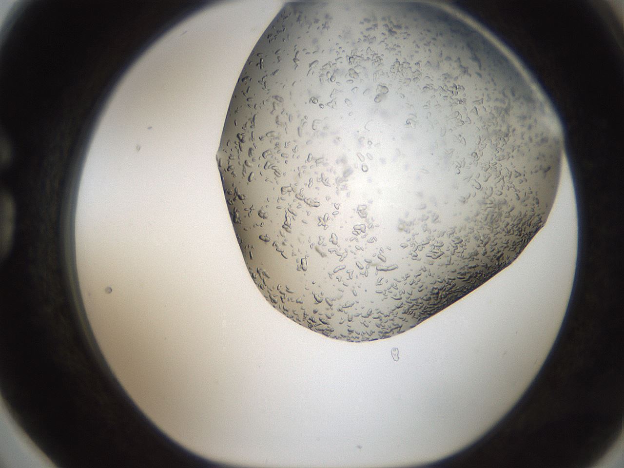 folderID306_plateID2306_batchID10871_wellNum78_profileID1_d1_r162372_ef.jpg