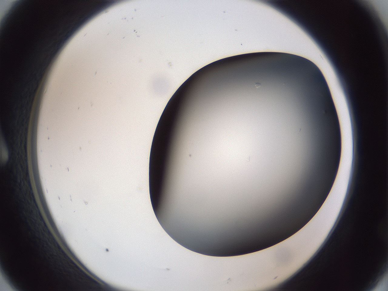 folderID307_plateID1307_batchID4302_wellNum8_profileID1_d1_r78399_ef.jpg