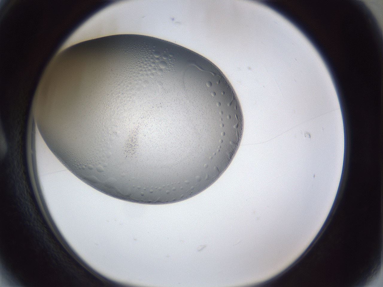 folderID30_plateID1030_batchID1981_wellNum6_profileID1_d1_r44718_ef.jpg