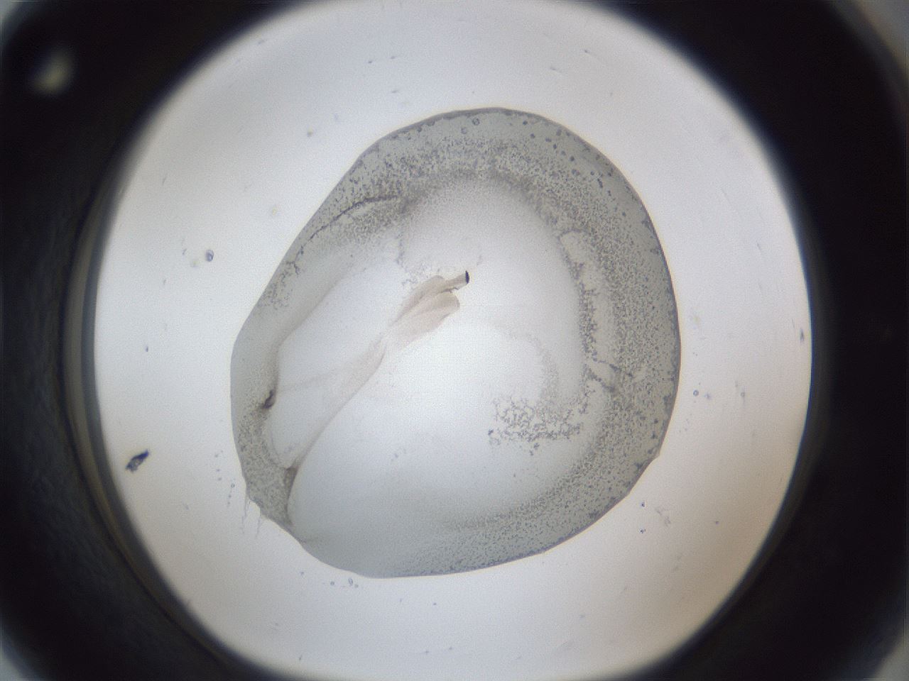 folderID30_plateID1030_batchID2019_wellNum80_profileID1_d1_r44866_ef.jpg