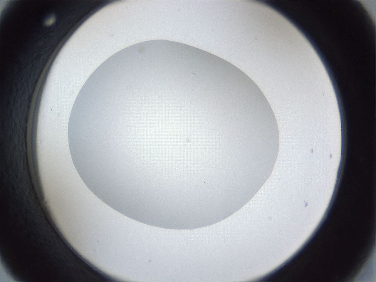 folderID31_plateID1031_batchID1982_wellNum30_profileID1_d2_r44383_ef.jpg