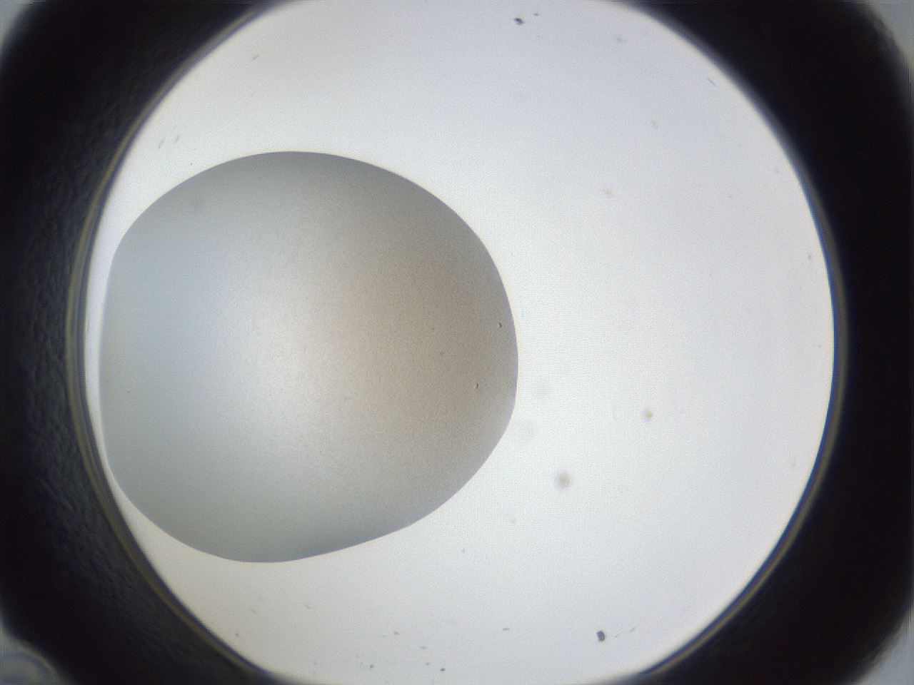 folderID31_plateID1031_batchID1999_wellNum34_profileID1_d1_r44390_ef.jpg