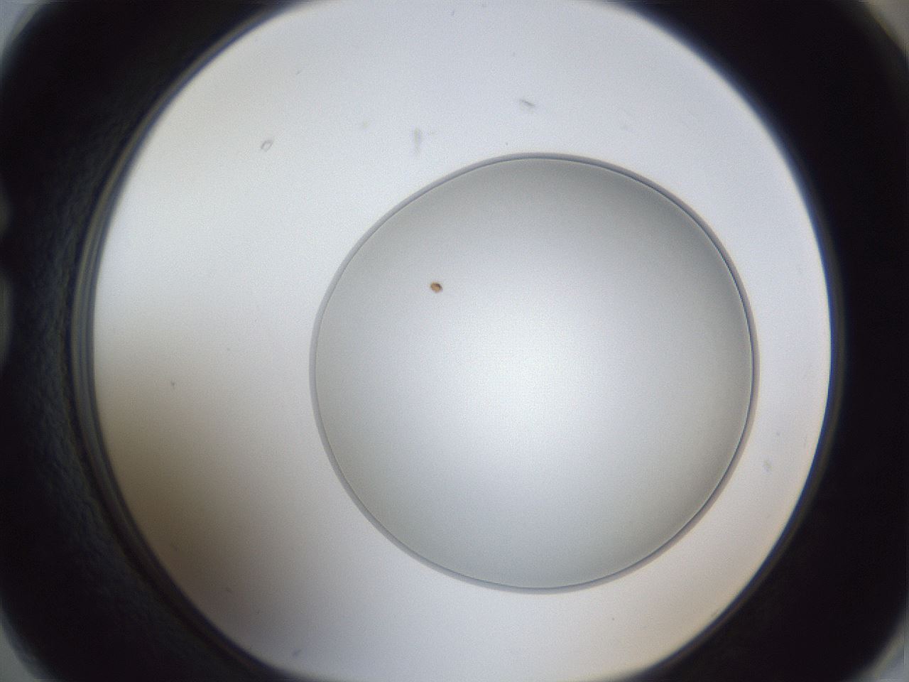 folderID31_plateID1031_batchID1999_wellNum74_profileID1_d1_r44470_ef.jpg