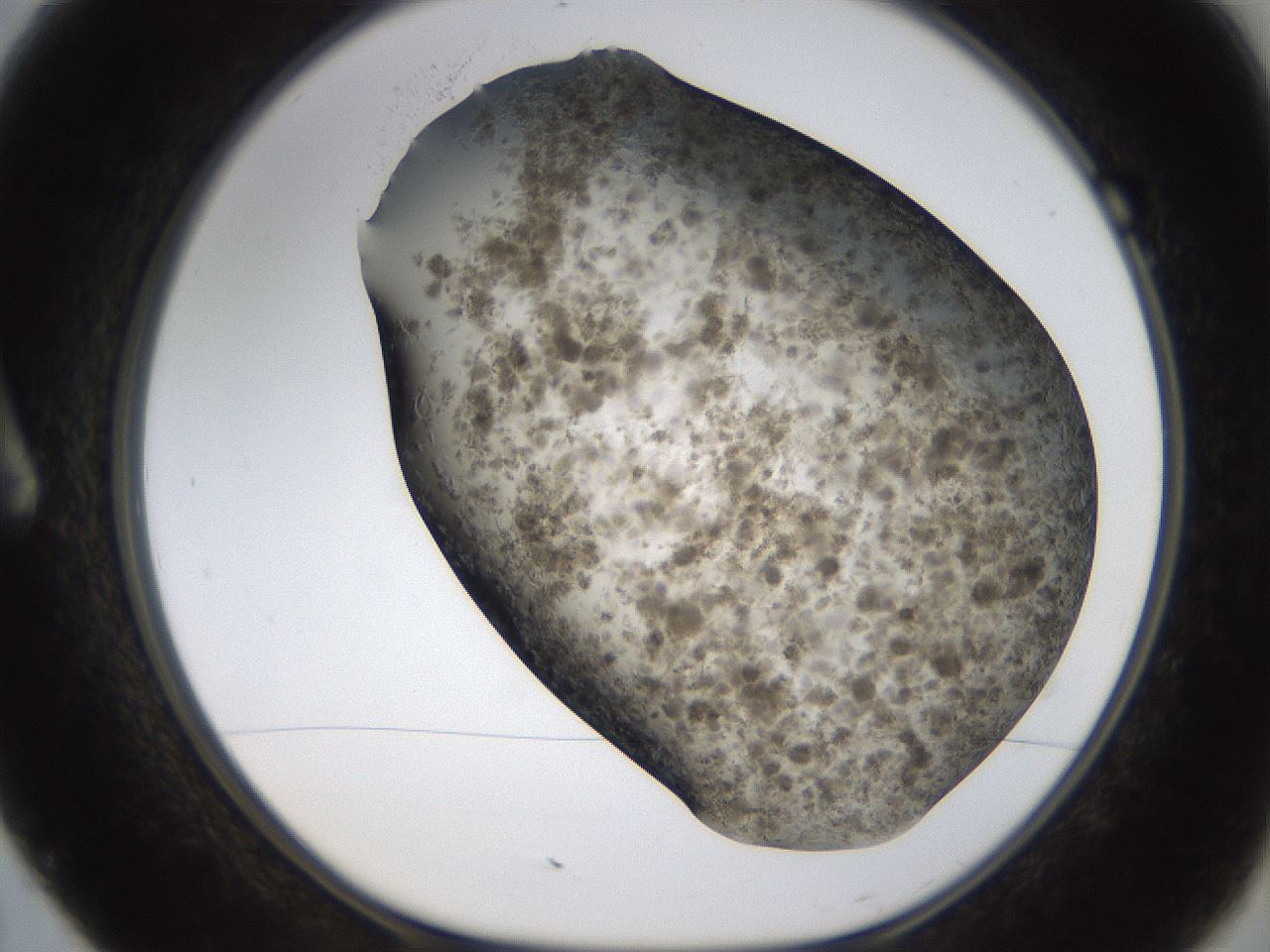 folderID321_plateID1321_batchID4377_wellNum7_profileID1_d1_r79262_ef.jpg