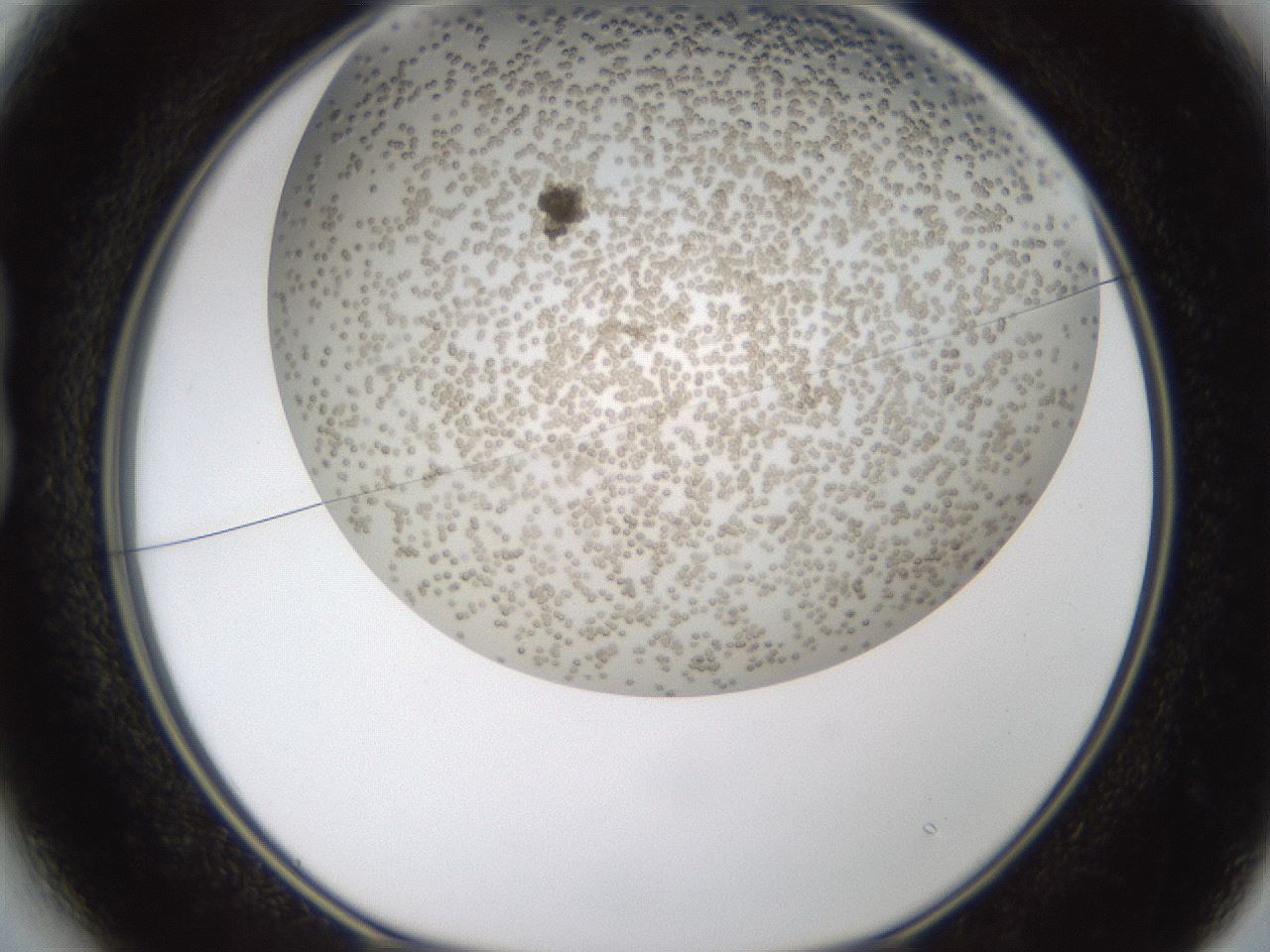 folderID324_plateID1324_batchID4479_wellNum13_profileID1_d1_r79454_ef.jpg