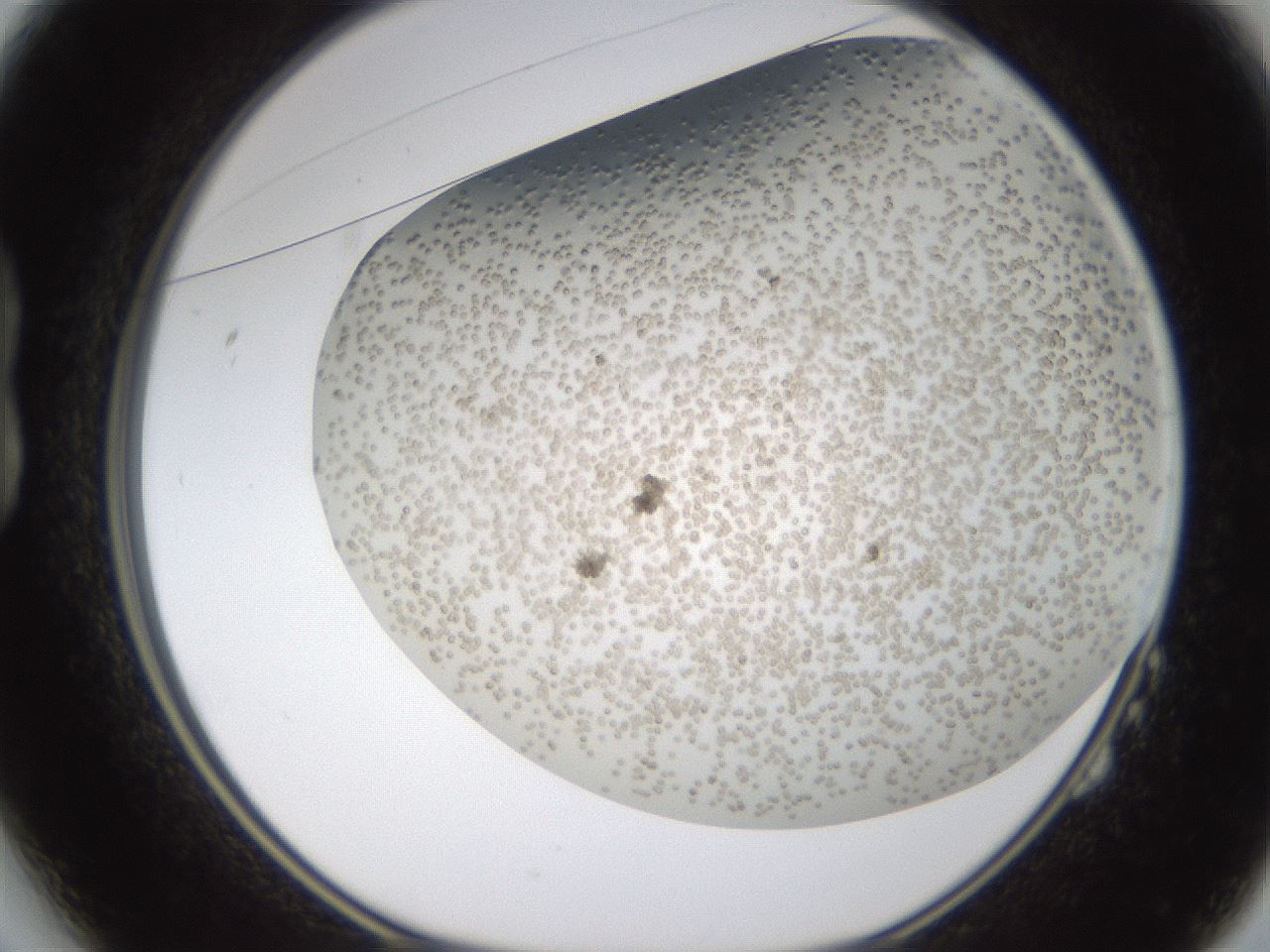 folderID324_plateID1324_batchID4479_wellNum14_profileID1_d1_r79455_ef.jpg