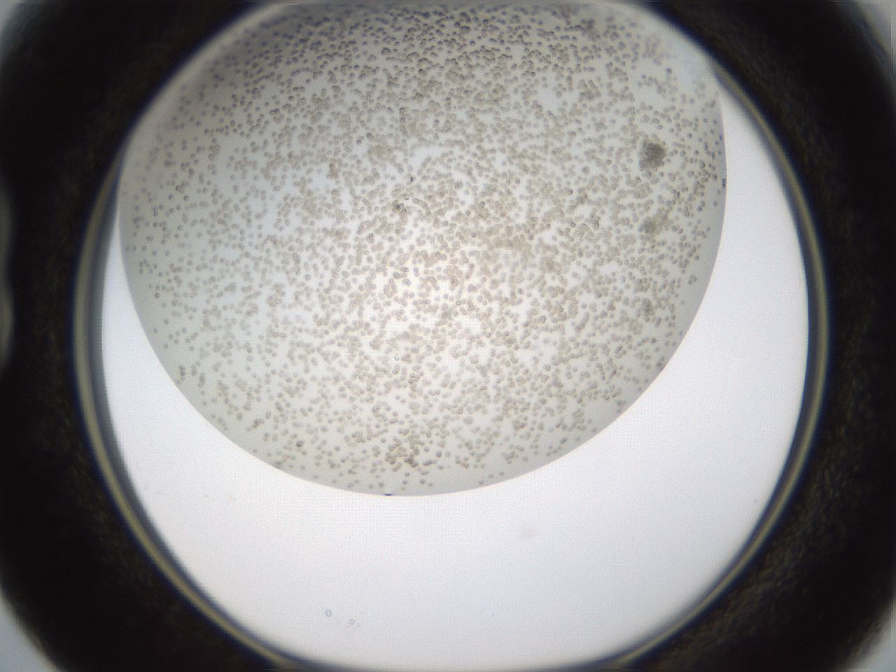 folderID324_plateID1324_batchID4479_wellNum15_profileID1_d1_r79456_ef.jpg
