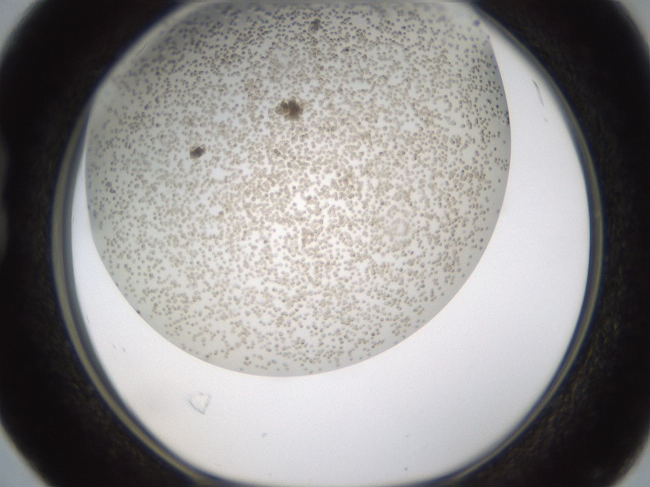folderID324_plateID1324_batchID4479_wellNum16_profileID1_d1_r79457_ef.jpg