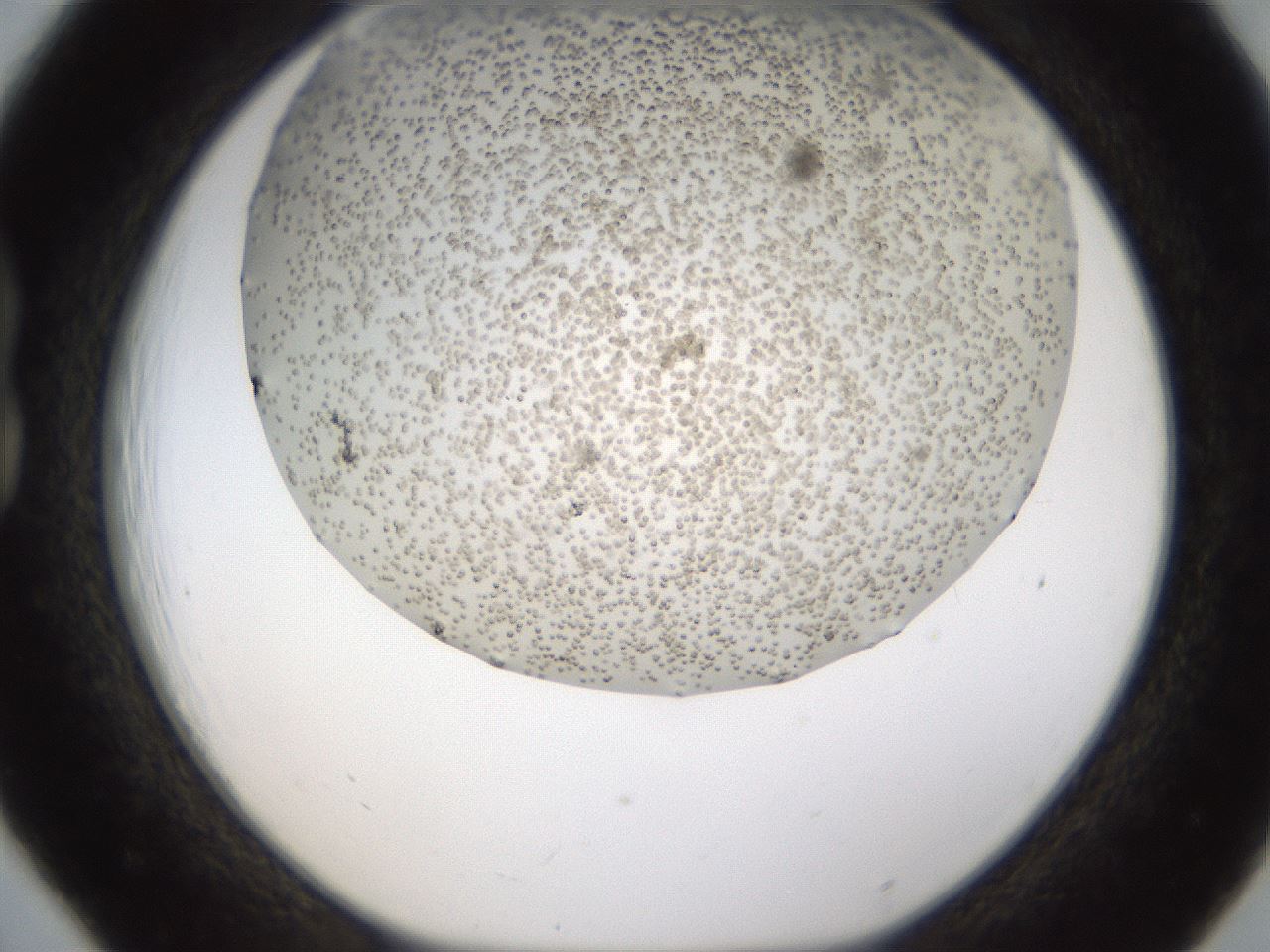 folderID324_plateID1324_batchID4479_wellNum18_profileID1_d1_r79459_ef.jpg