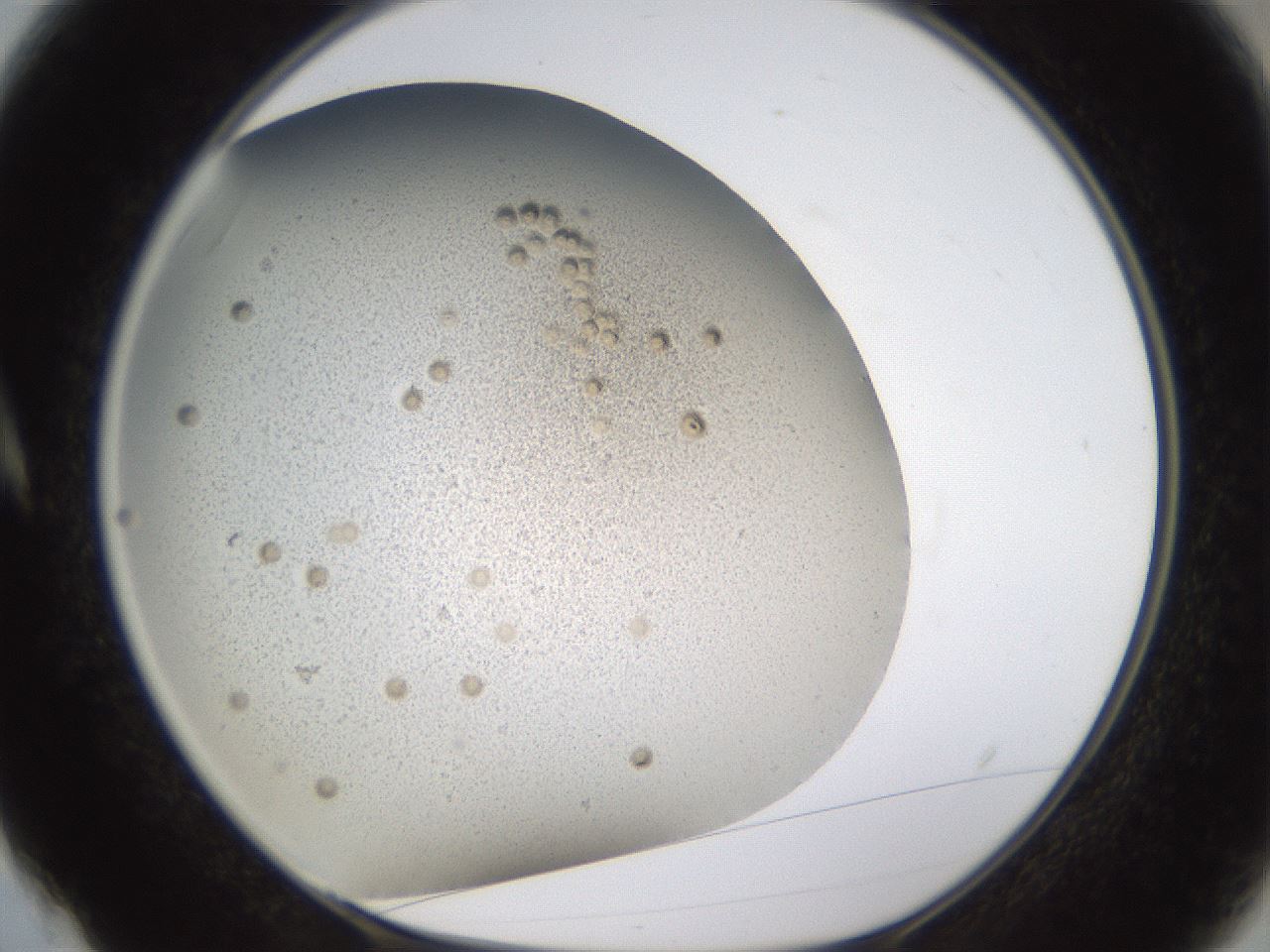 folderID324_plateID1324_batchID4479_wellNum4_profileID1_d1_r79451_ef.jpg