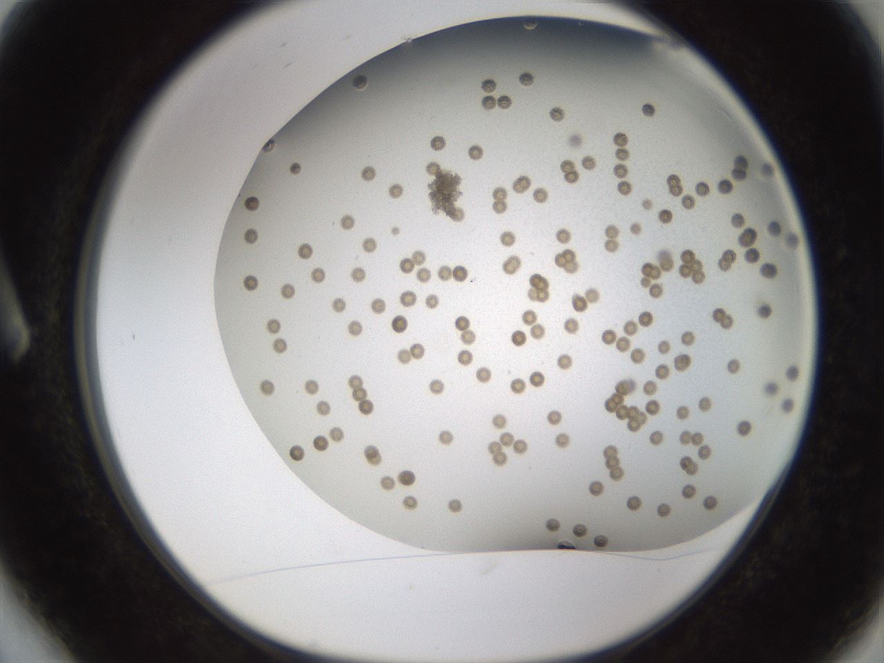 folderID324_plateID1324_batchID4479_wellNum6_profileID1_d1_r79453_ef.jpg