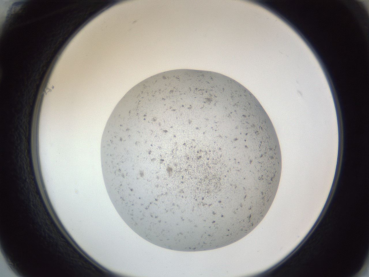 folderID325_plateID1325_batchID4504_wellNum61_profileID1_d1_r79556_ef.jpg