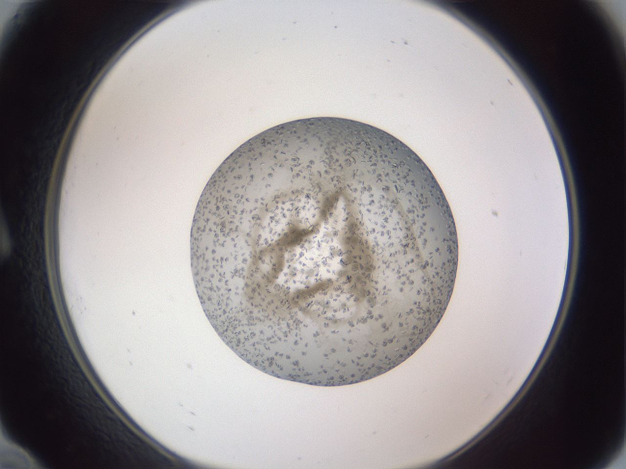 folderID327_plateID1327_batchID4443_wellNum10_profileID1_d1_r79601_ef.jpg