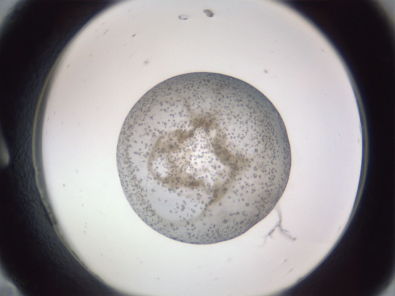 folderID327_plateID1327_batchID4443_wellNum11_profileID1_d1_r79602_ef.jpg