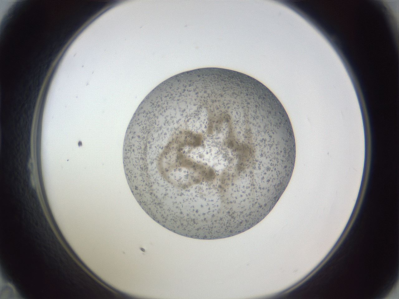 folderID327_plateID1327_batchID4443_wellNum23_profileID1_d1_r79614_ef.jpg