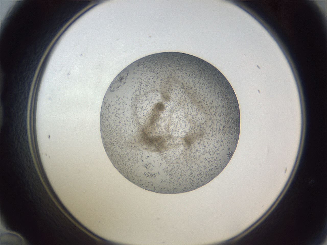 folderID327_plateID1327_batchID4443_wellNum24_profileID1_d1_r79615_ef.jpg