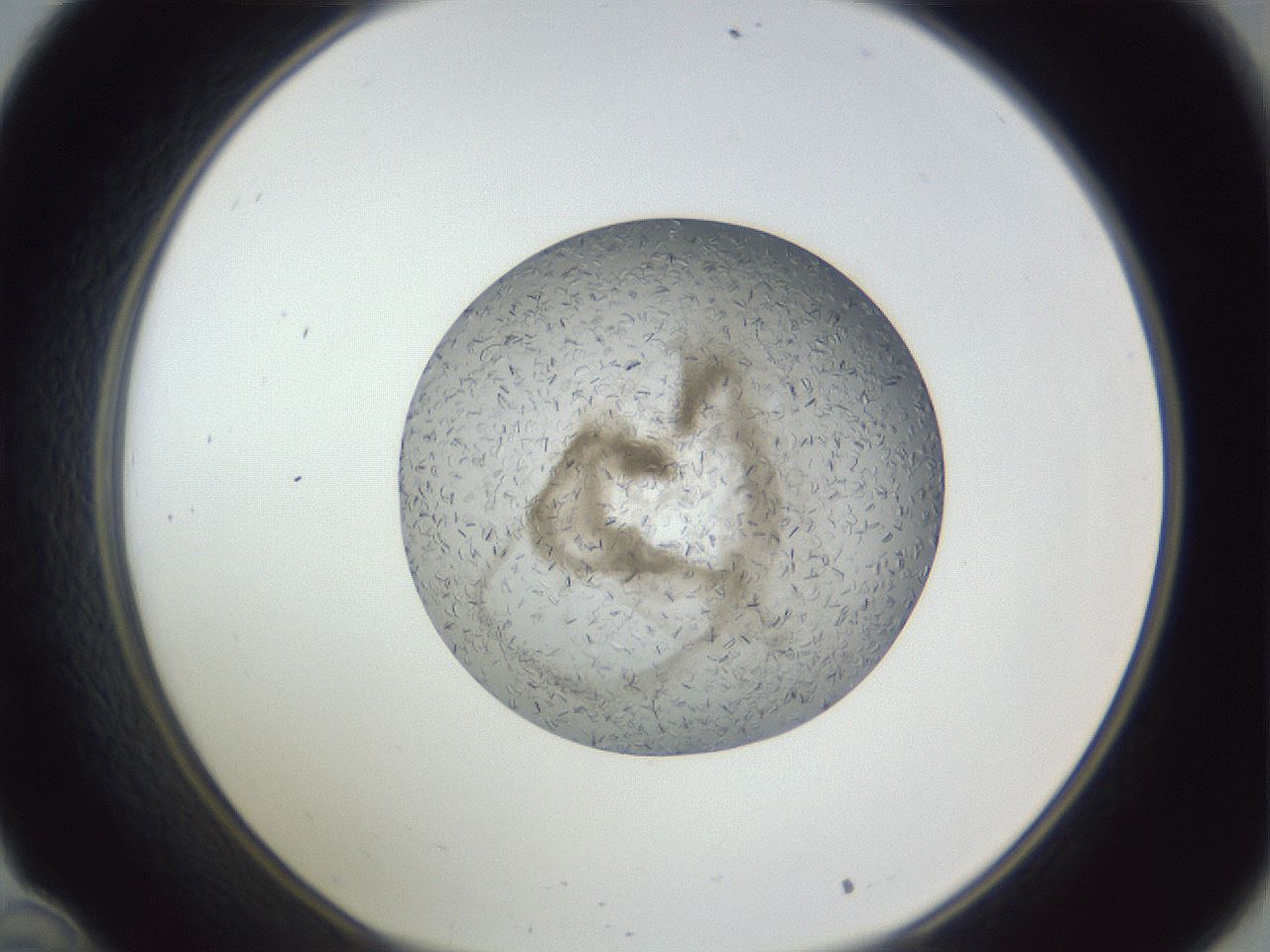 folderID327_plateID1327_batchID4443_wellNum34_profileID1_d1_r79625_ef.jpg
