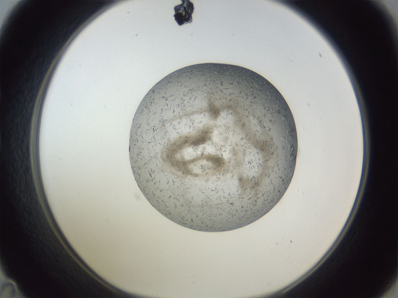 folderID327_plateID1327_batchID4443_wellNum35_profileID1_d1_r79626_ef.jpg