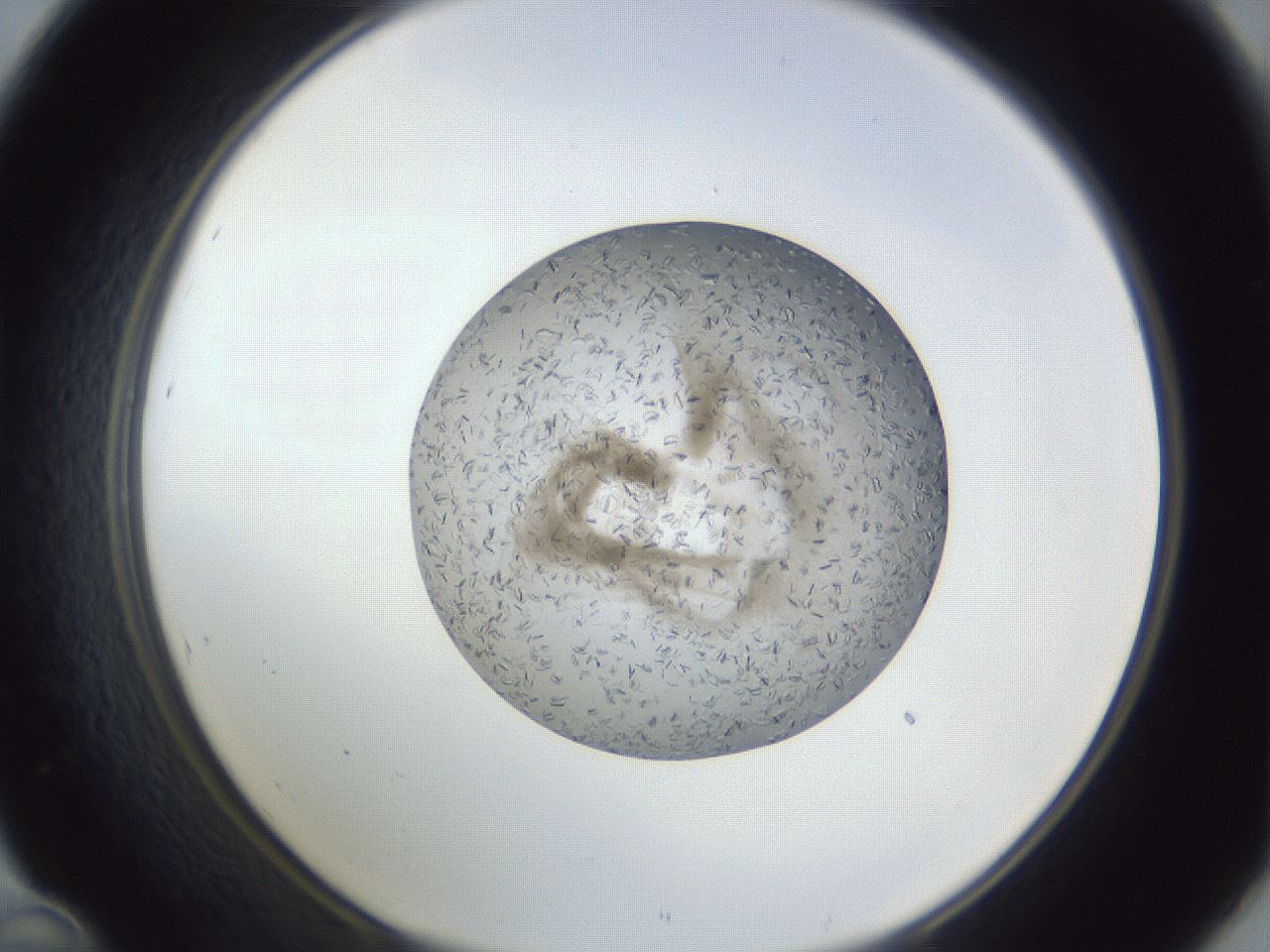 folderID327_plateID1327_batchID4443_wellNum46_profileID1_d1_r79637_ef.jpg