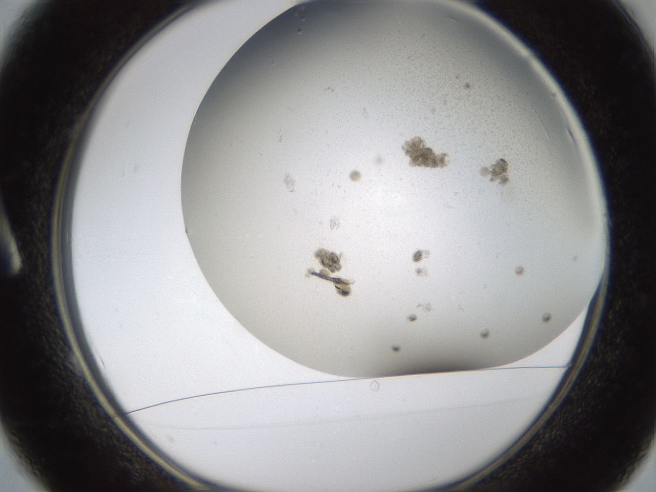 folderID324_plateID1324_batchID4479_wellNum1_profileID1_d1_r79448_ef.jpg