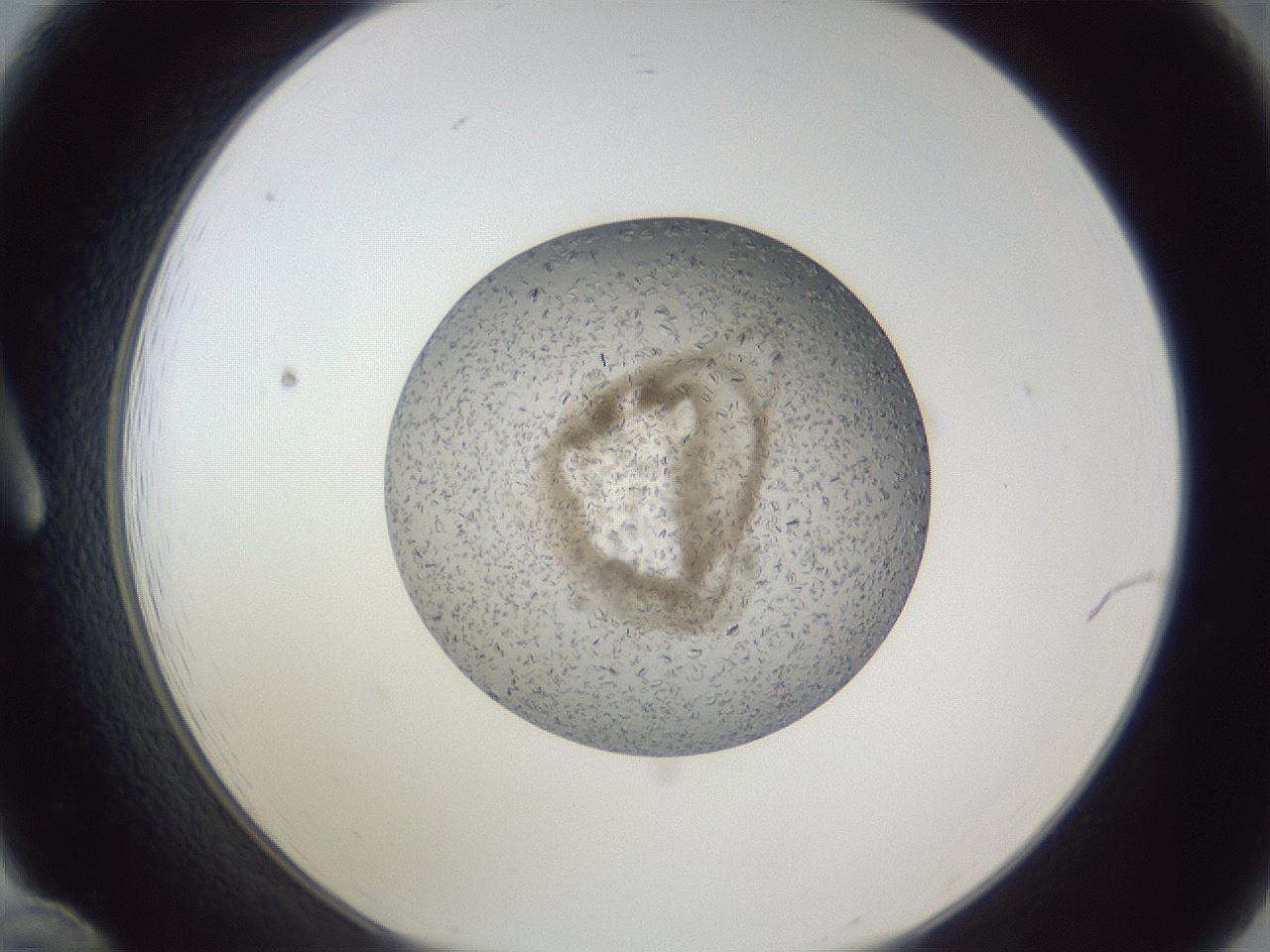 folderID327_plateID1327_batchID4443_wellNum12_profileID1_d1_r79603_ef.jpg