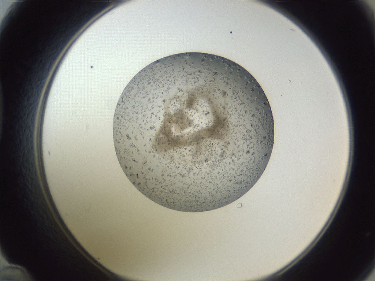 folderID327_plateID1327_batchID4443_wellNum48_profileID1_d1_r79639_ef.jpg