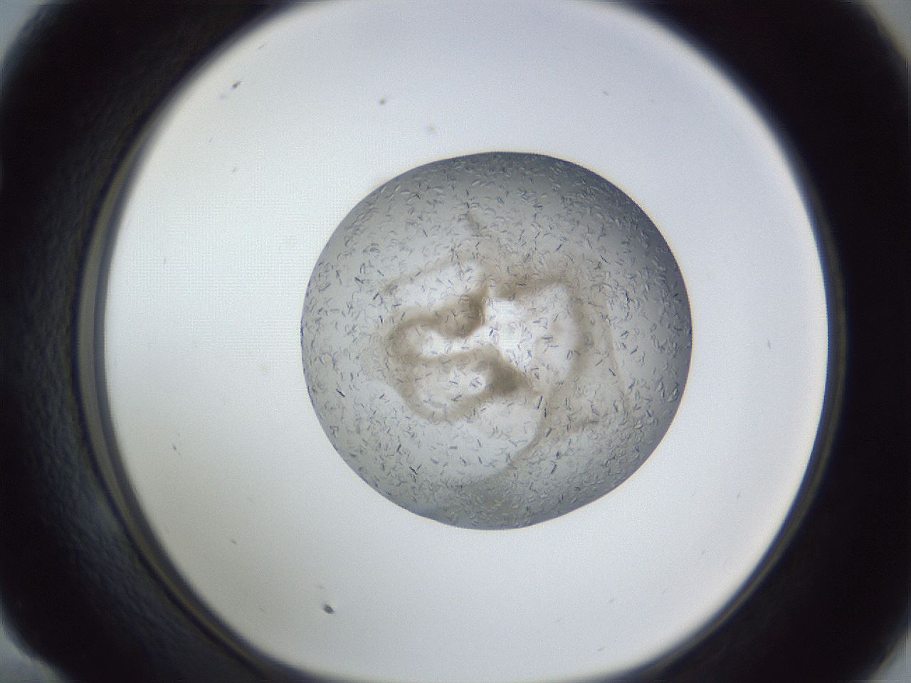 folderID327_plateID1327_batchID4443_wellNum58_profileID1_d1_r79649_ef.jpg