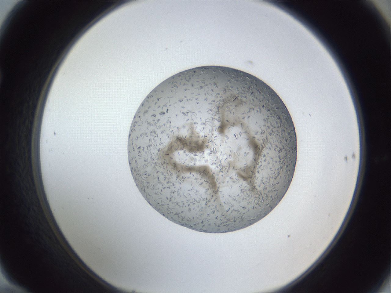 folderID327_plateID1327_batchID4443_wellNum70_profileID1_d1_r79661_ef.jpg