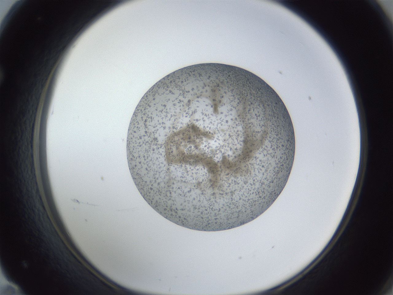 folderID327_plateID1327_batchID4443_wellNum71_profileID1_d1_r79662_ef.jpg