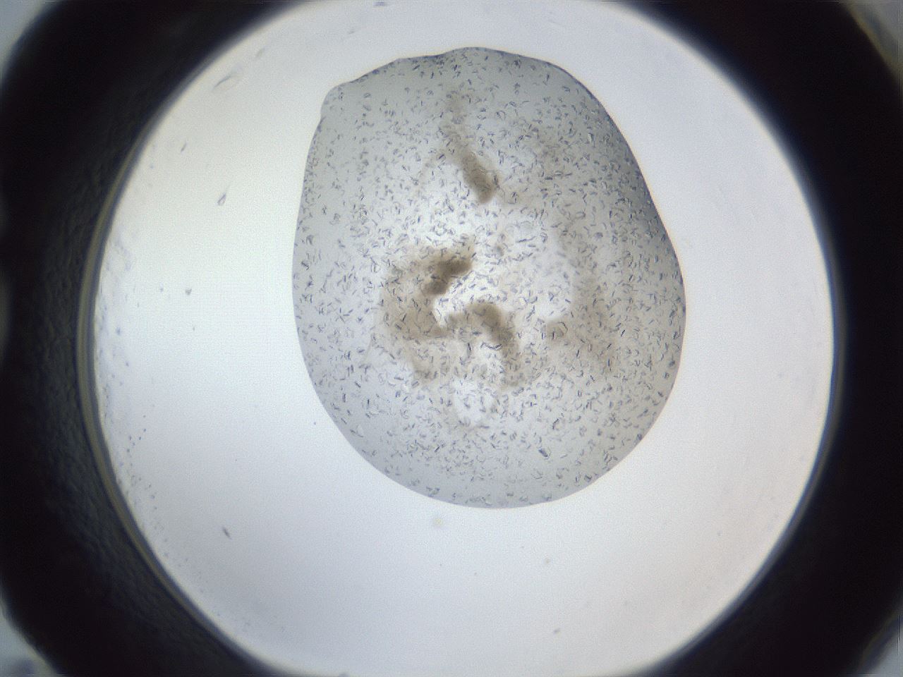 folderID327_plateID1327_batchID4443_wellNum83_profileID1_d1_r79674_ef.jpg